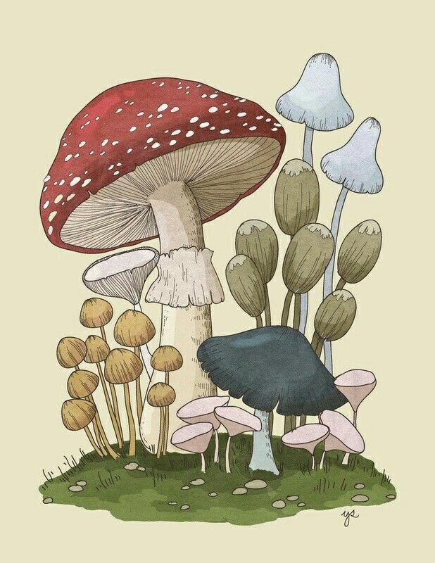 Мухомор рисунок