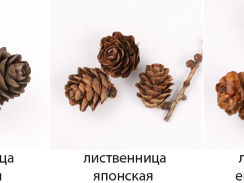 Шишка лиственницы