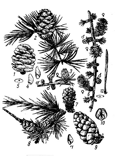 Лиственница Сибирская шишки рисунок