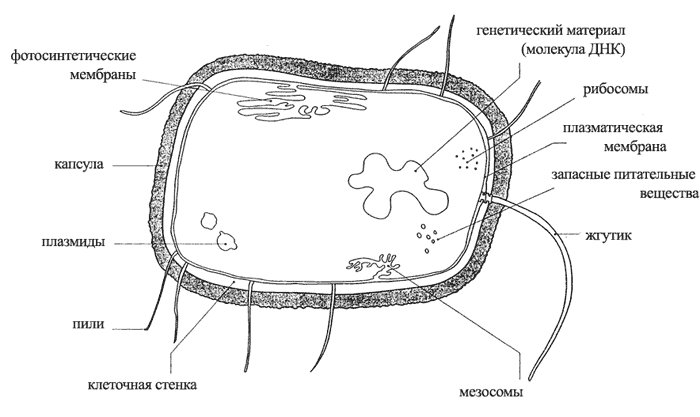 Схема строения клетки прокариот