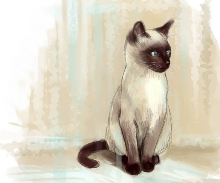 Нарисовать сиамскую кошку