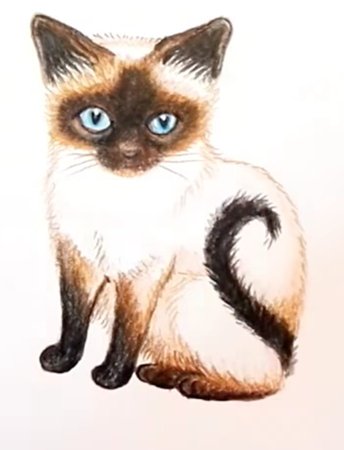 Сиамская кошка карандашом