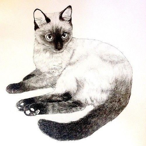 Сиамский кот