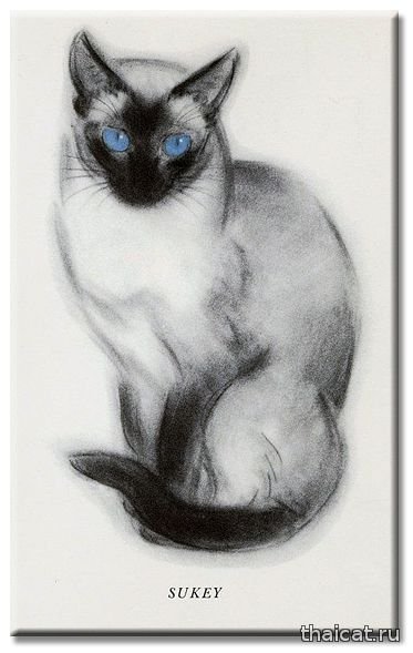 Сиамская кошка карандашом