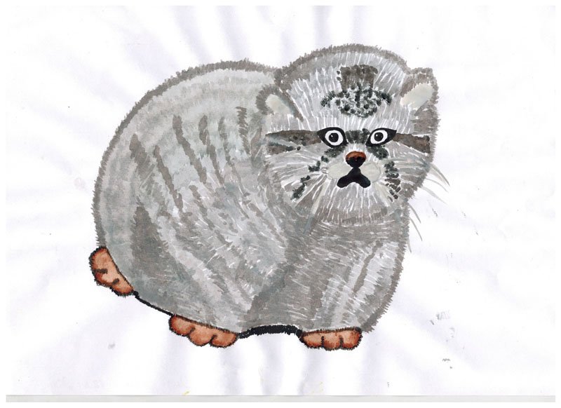 Кот Манул раскраска