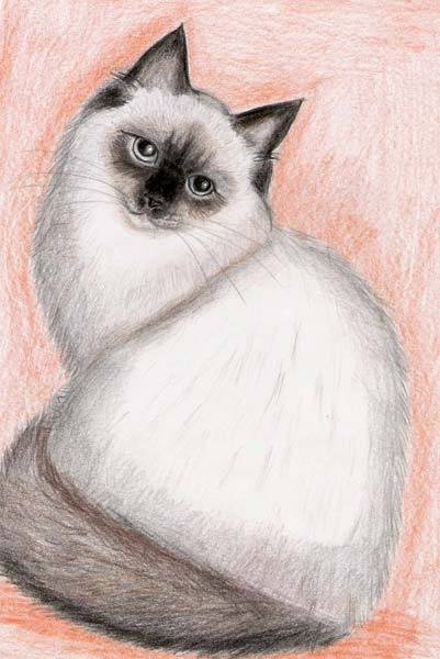 Рисунки котиков карандашом