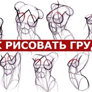 Грудь