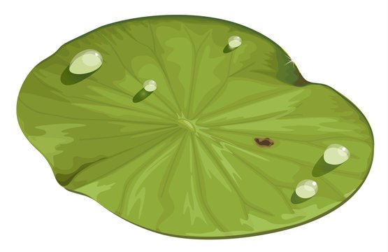 Зеленый лист кувшинки