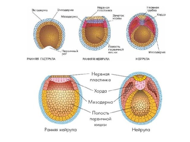 Нейрула