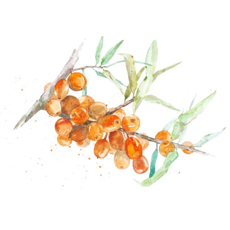 Sea-Buckthorn Watercolor