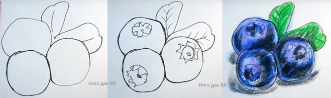 Голубика рисунок