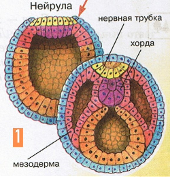 Структура позвоночных животных нейрула