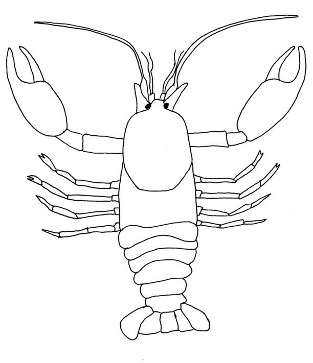 Рисунок ракообразных легкий