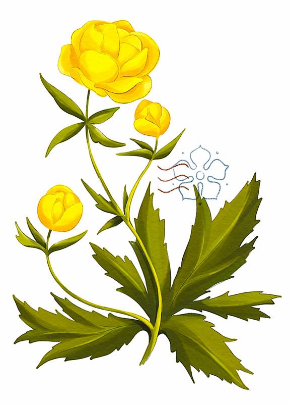 Италмас купальница европейская
