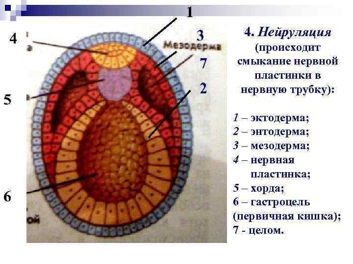 Структуры нейрулы позвоночных