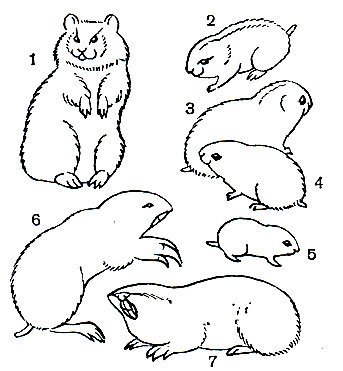 Лемминг раскраска