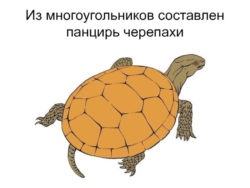 Панцирь черепахи рисунок