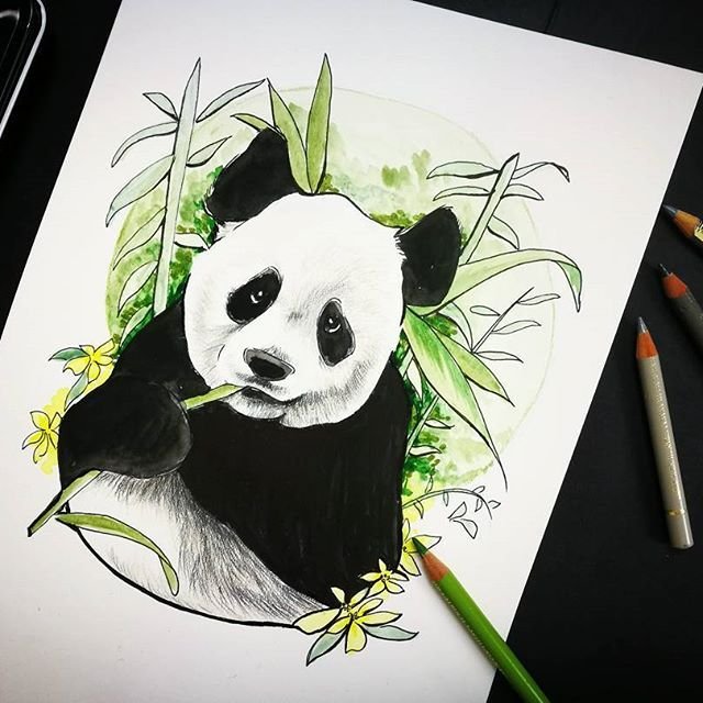 Панда рисунок карандашом