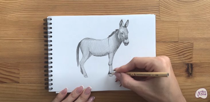 Осел