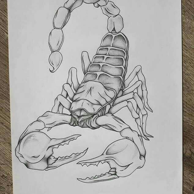 Скорпион рисунок карандашом