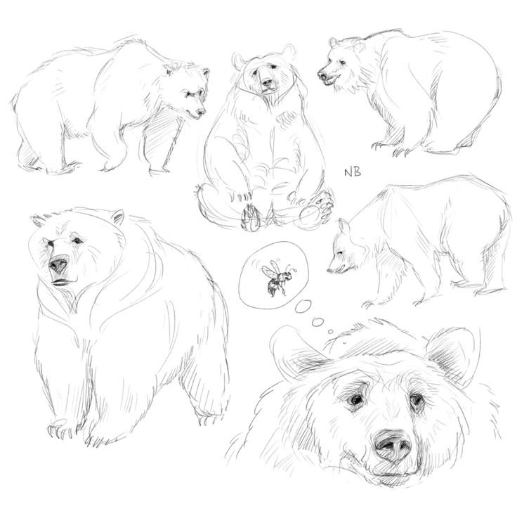 Медведь рисунок карандашом