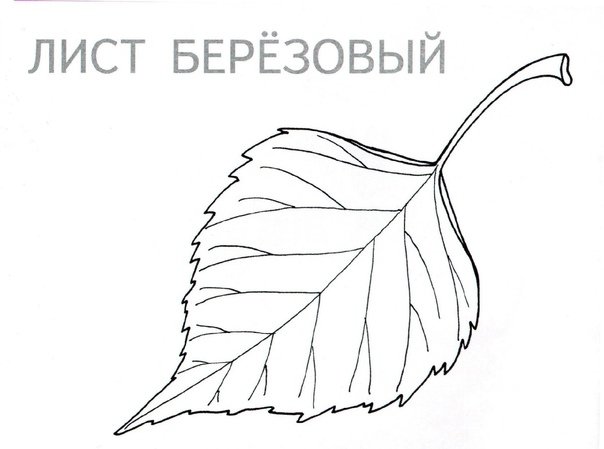 Лист березы рисунок