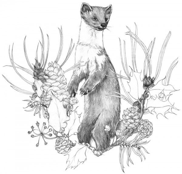 Рисунок куницы карандашом