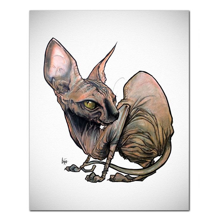 Кот сфинкс тату