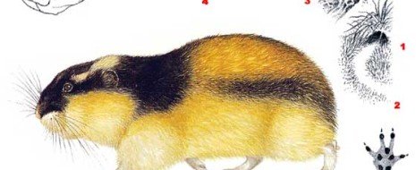 Лесной лемминг рисунок
