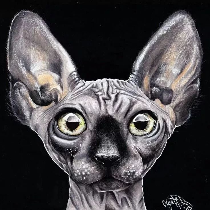 Египетский сфинкс кошка