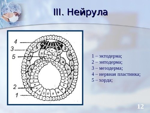 Мезодерма эктодерма энтодерма эмбрион