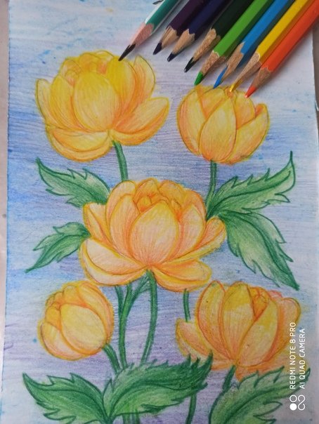 Жарки цветы рисунок