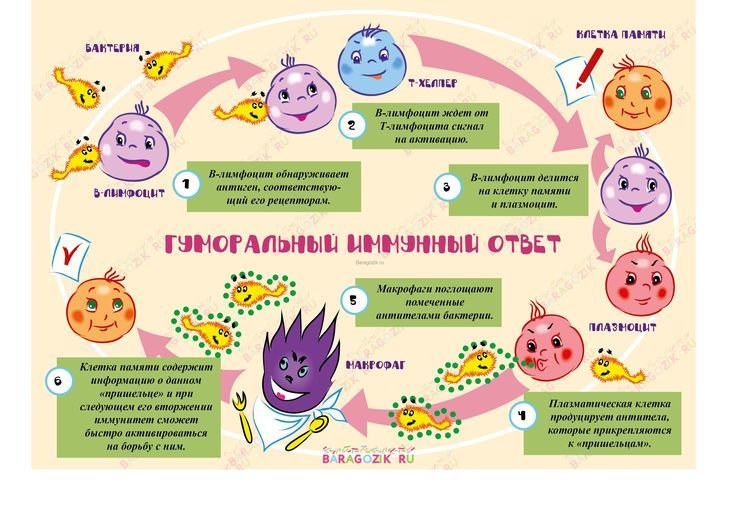 Плакат иммунитет