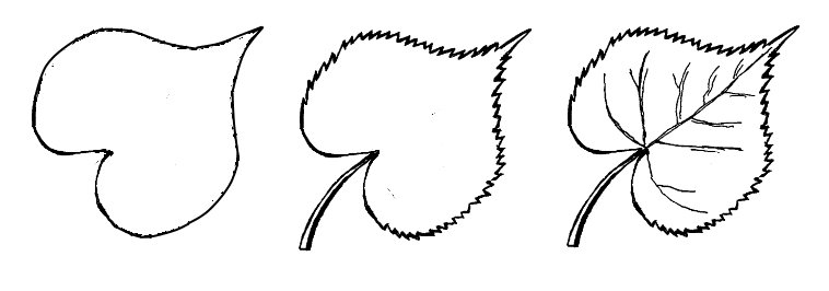 Лист липы
