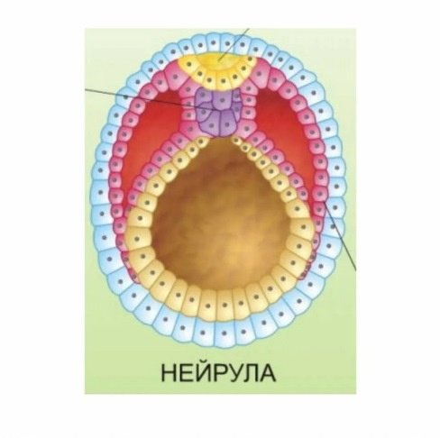 Нейрула строение