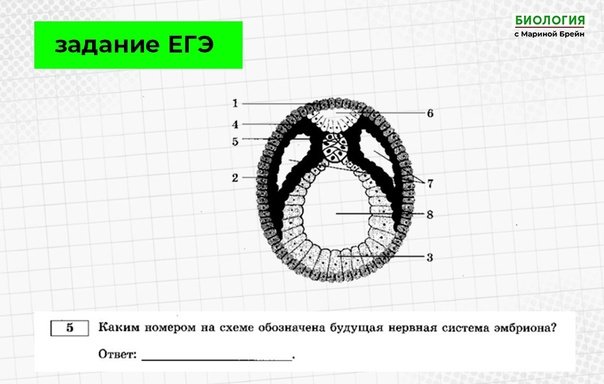 Каким номером на рисунке обозначена нейрула