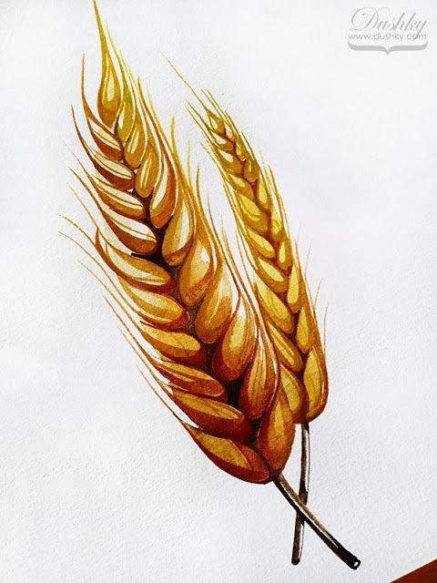 Колоски пшеницы красками