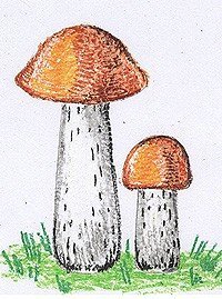 Подосиновик лёгкий рисунок