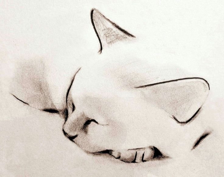 Котик рисунок карандашом