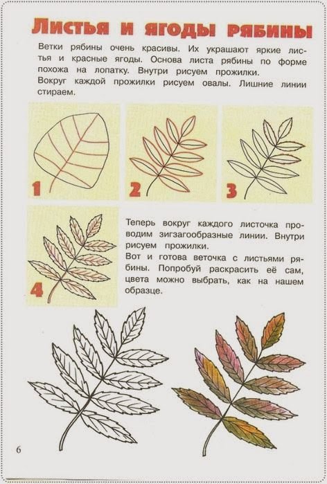 Нарисовать лист рябины