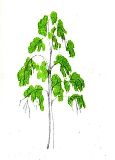 Береза рисунок