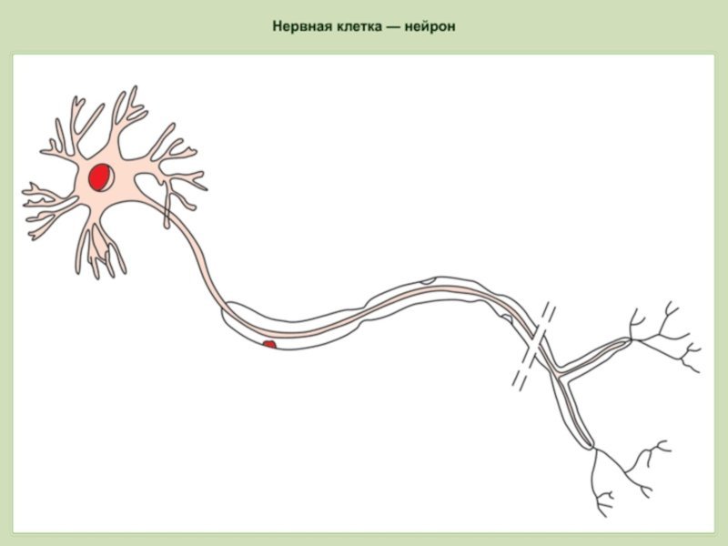 Нервная ткань рисунок клетки
