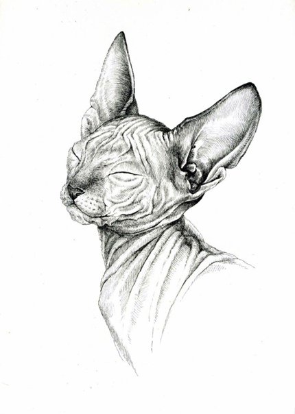 Сфинкс рисунок