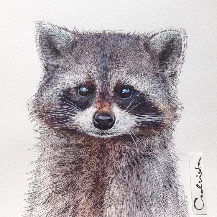 Милые еноты рисунки