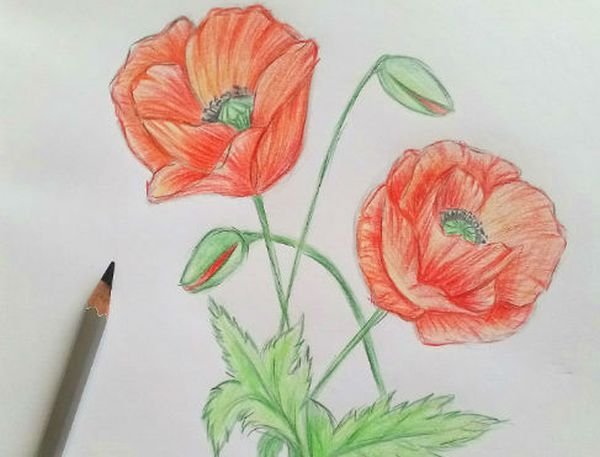 Мак рисунок