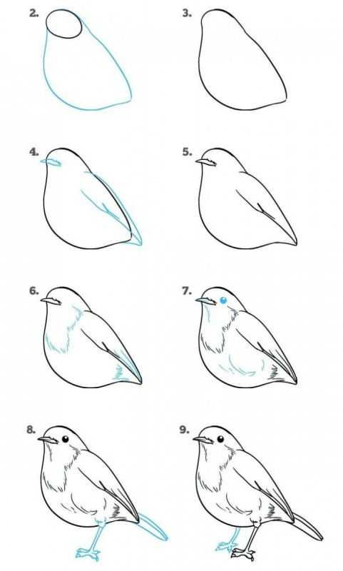 Рисование птиц