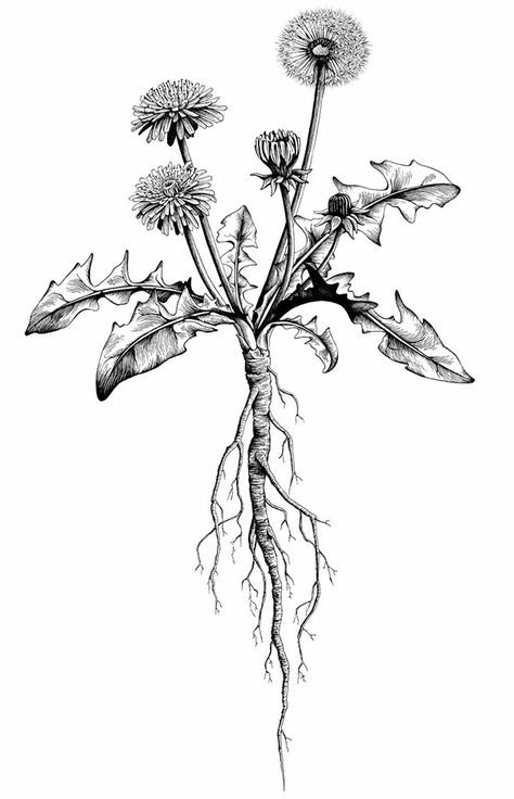 Taraxacum officinale ботаника