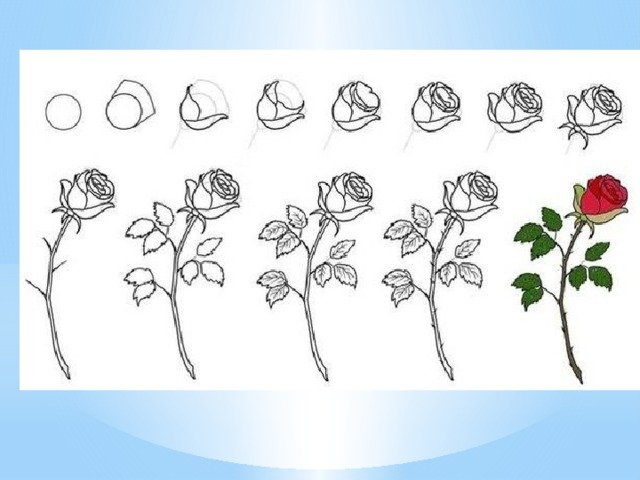 Рисование цветов