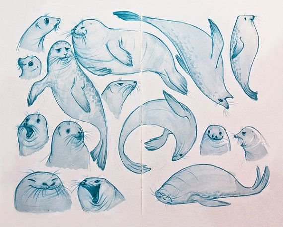 Рисование морской котик