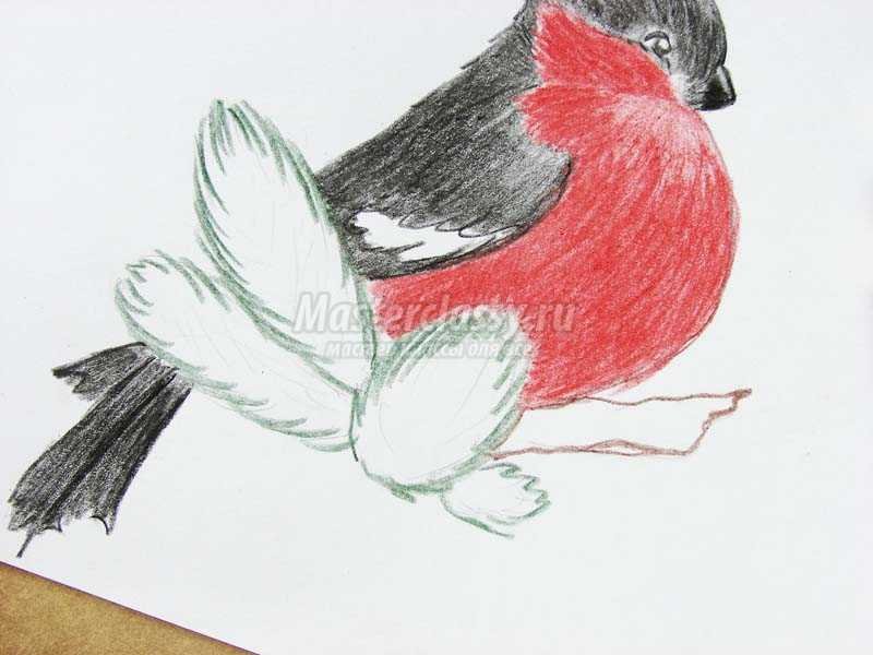Снегирь рисунок для детей